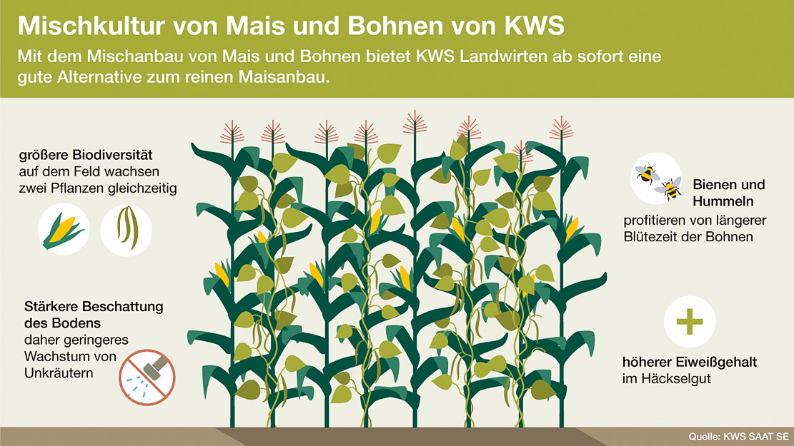 Mischkultur von Mais und Bohnen Pfluglos
